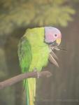 Blossom-headed parakeet *