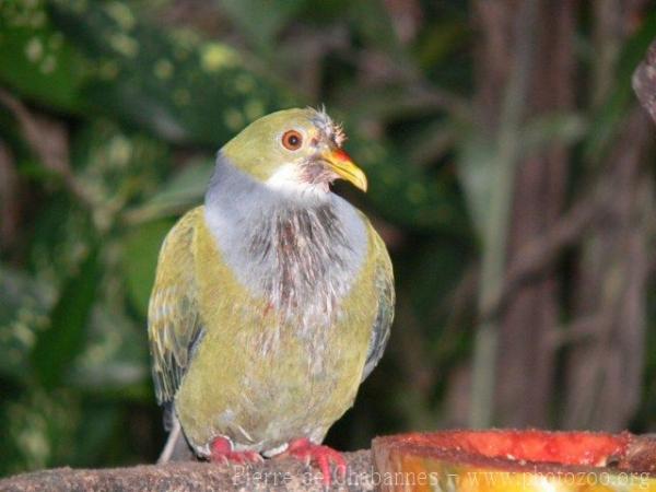 Orange-fronted fruit-dove *