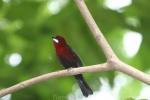 Silver-beaked tanager