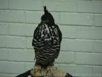 Blyth's hawk-eagle *
