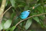 Golden-naped tanager *
