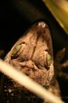Smith's Green-eyed Gecko