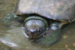 Malaysian giant turtle *