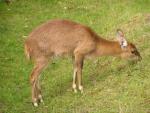 Four-horned antelope *