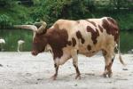 Ankole cattle