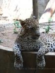 Ceylon leopard