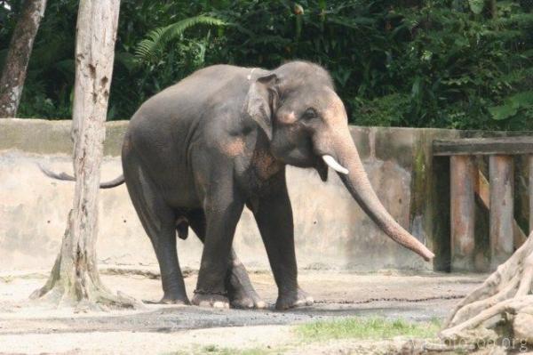 Malayan elephant