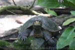 Giant Asian pond turtle