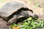 Burmese brown tortoise