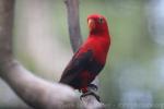 Violet-necked lory