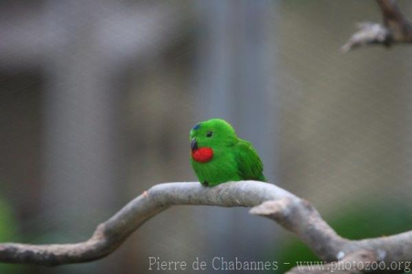 Blue-crowned hanging-parrot