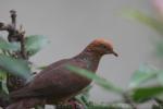 Little cuckoo-dove