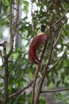Red bird-of-paradise *
