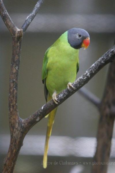 Grey-headed parakeet