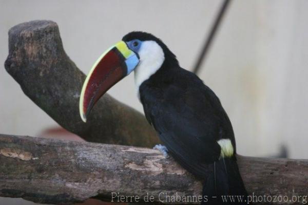 Red-billed toucan