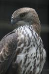 Changeable hawk-eagle
