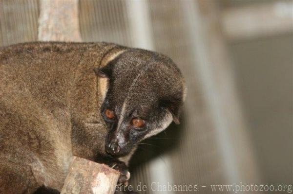 Small-toothed palm civet *