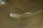 Boddart's goggle-eyed goby