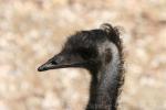 Common emu