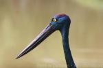 Black-necked stork *