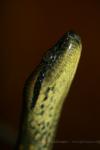 Green anaconda