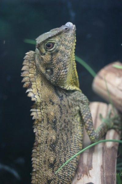 Abbott's anglehead lizard