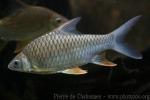 Yellow-eyed silver barb