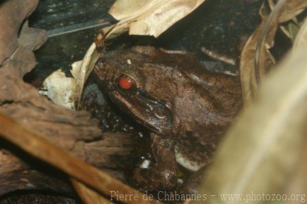 Peat swamp frog *