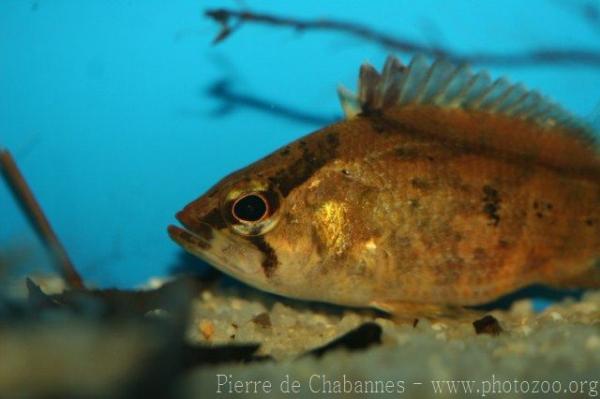 Bornean leaffish *