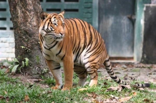 Mainland (Malayan) tiger