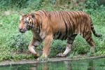Mainland (Bengal) tiger *