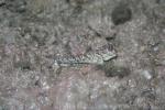 Small striped mudskipper