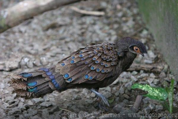 Malay peacock-pheasant