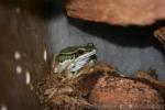 Common green frog