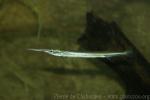 Malayan freshwater garfish *