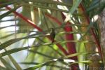 Ruby-cheeked sunbird