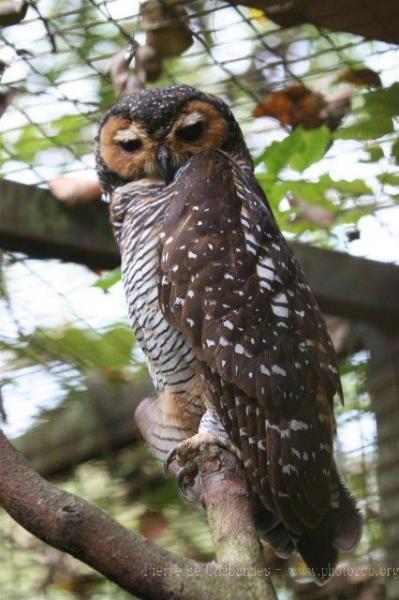 Spotted wood-owl