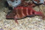 Redbarred hawkfish