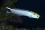 Yellow-spotted tilefish
