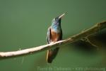 Amazilia hummingbird *