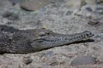 Australian freshwater crocodile