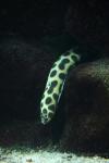 Tiger snake-eel
