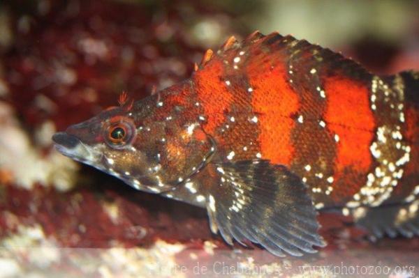 Painted greenling