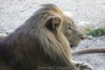 East-African (Kalahari) lion