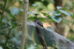 Madagascar magpie-robin