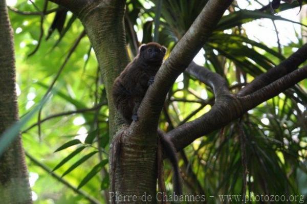Lake Alaotra bamboo lemur