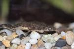 Merlin's clawed frog