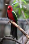 Papuan king-parrot *
