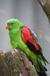 Red-winged parrot *