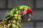 Great green macaw *